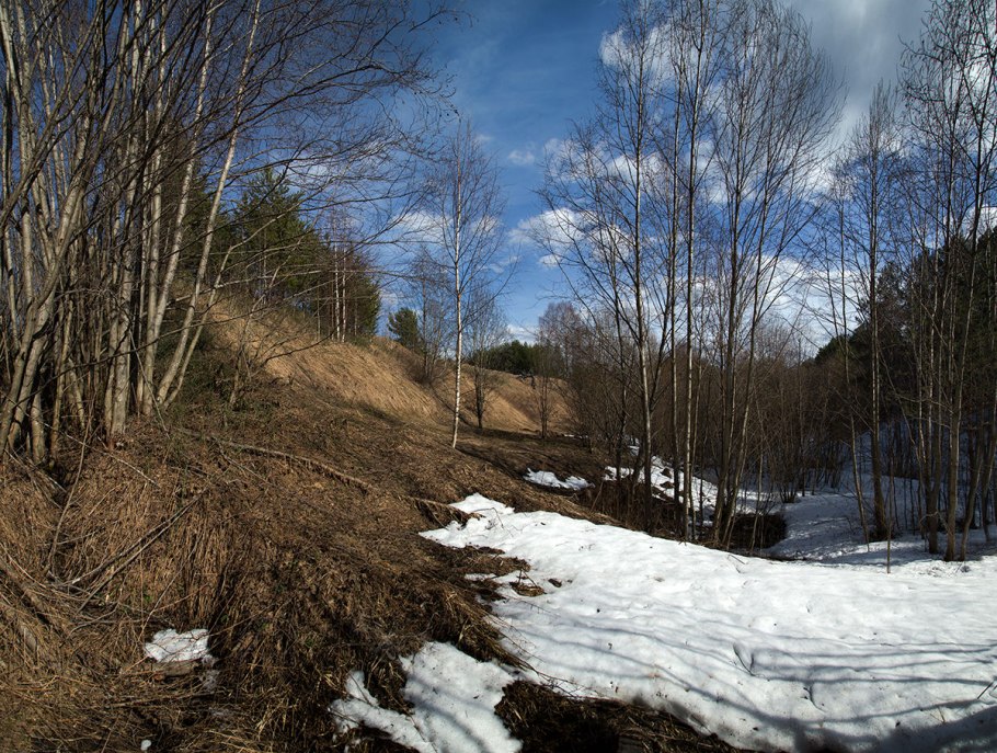 Анемон ветреница