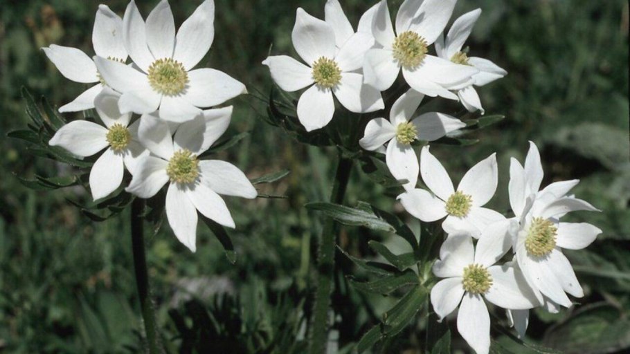 Ранние белые цветочки