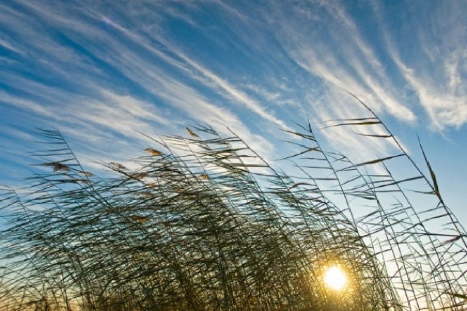 Ветреница цветок