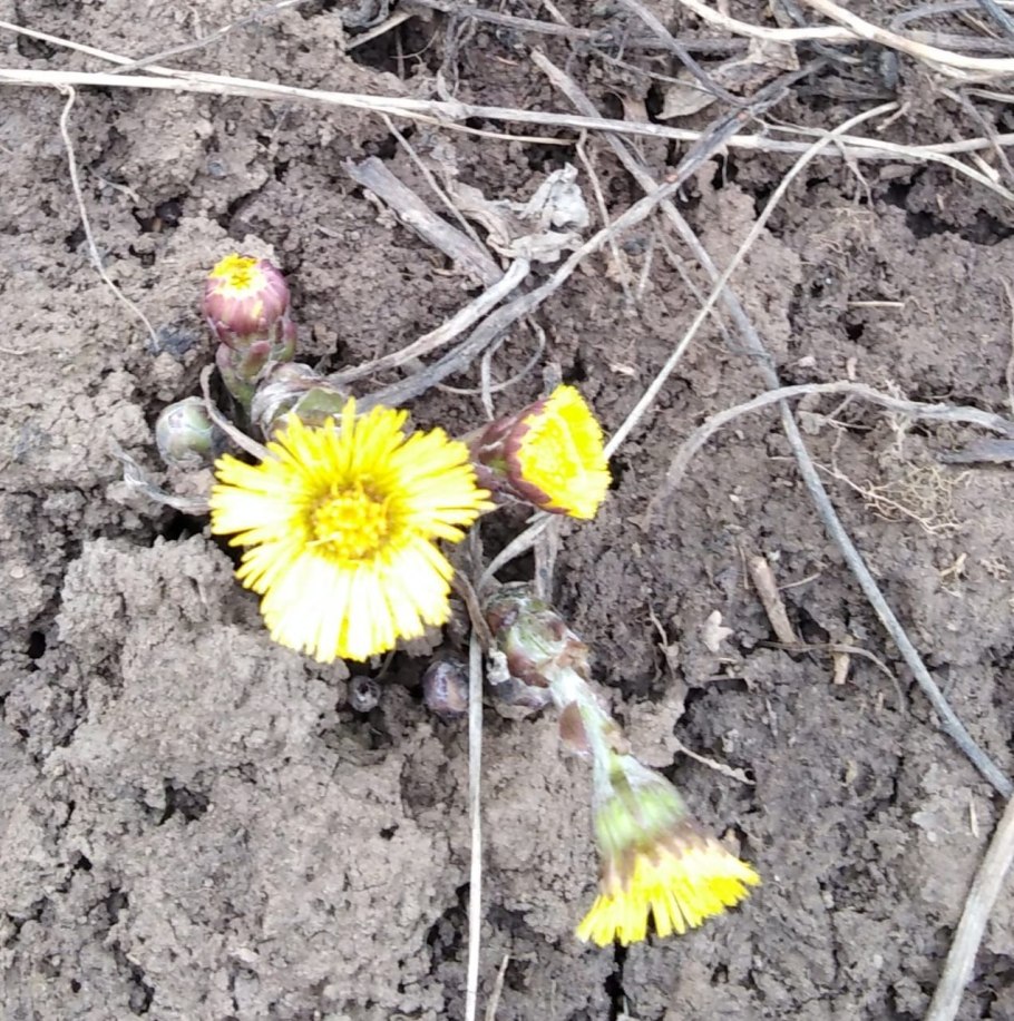 4. Ветреница Лесная (Anemone Sylvestris)