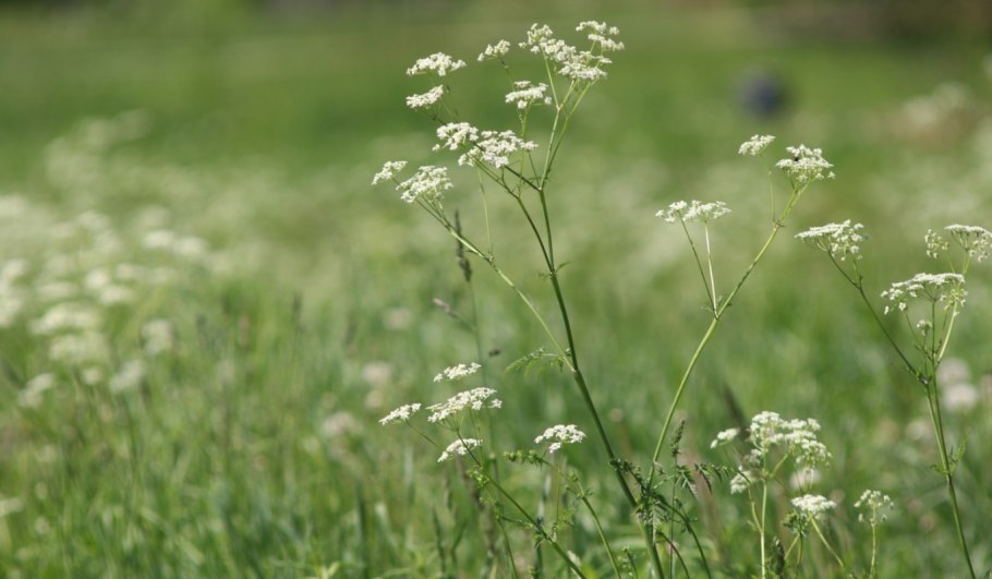 Пруд весной