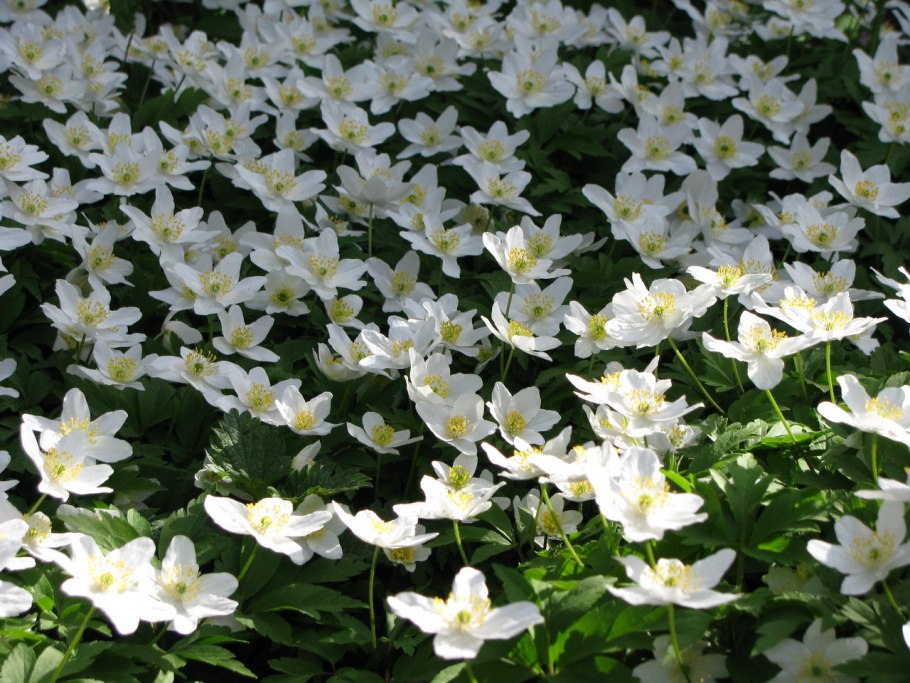 Ветрогенераторы в поле