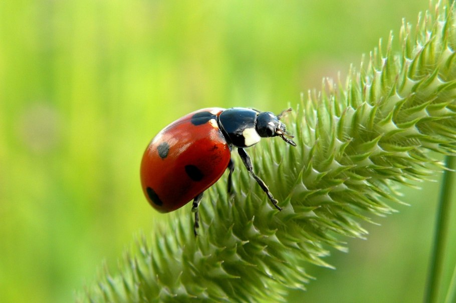 "Ветряная мельница в Кнокке". Камиль Писарро