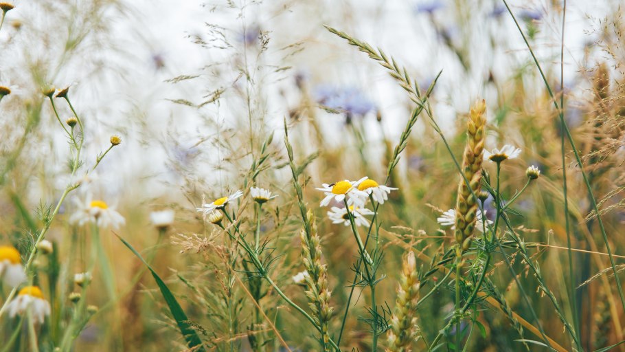 Цветы на ветру