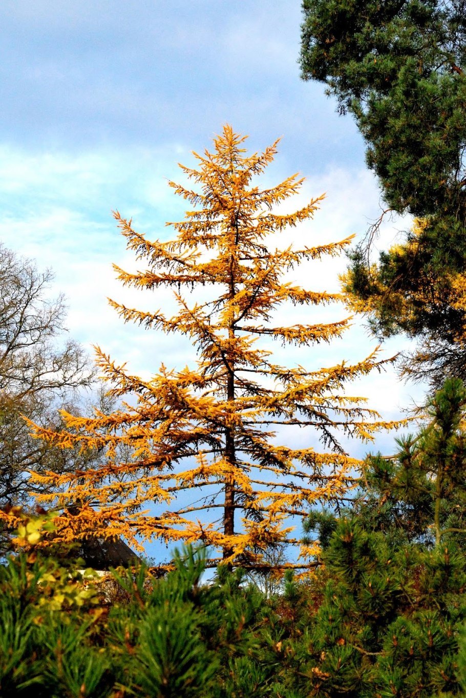 Лиственница Даурская Larix gmelinii