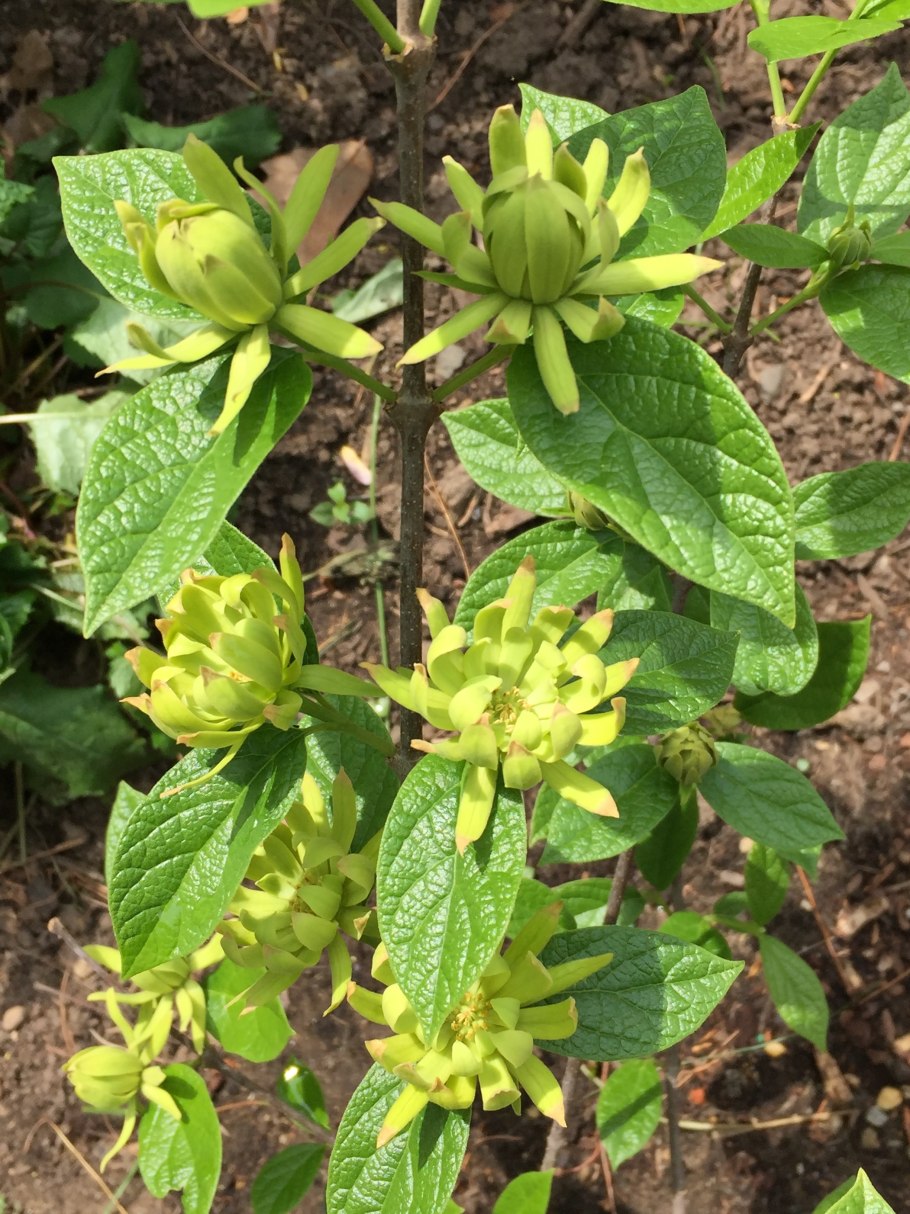 Каликант гибридный сорт Aphrodite