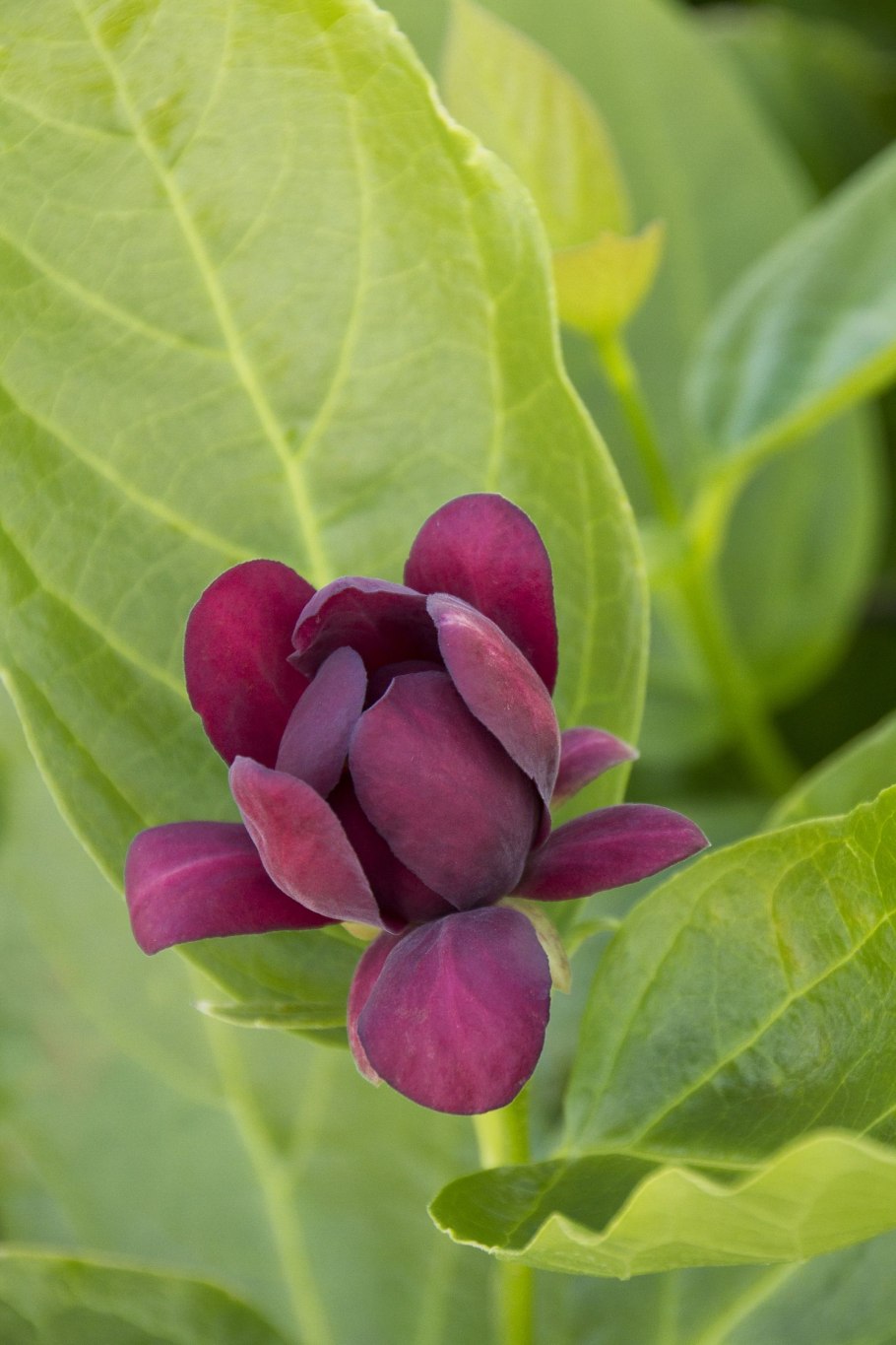 Клематис Каликант хертлейдж вайн