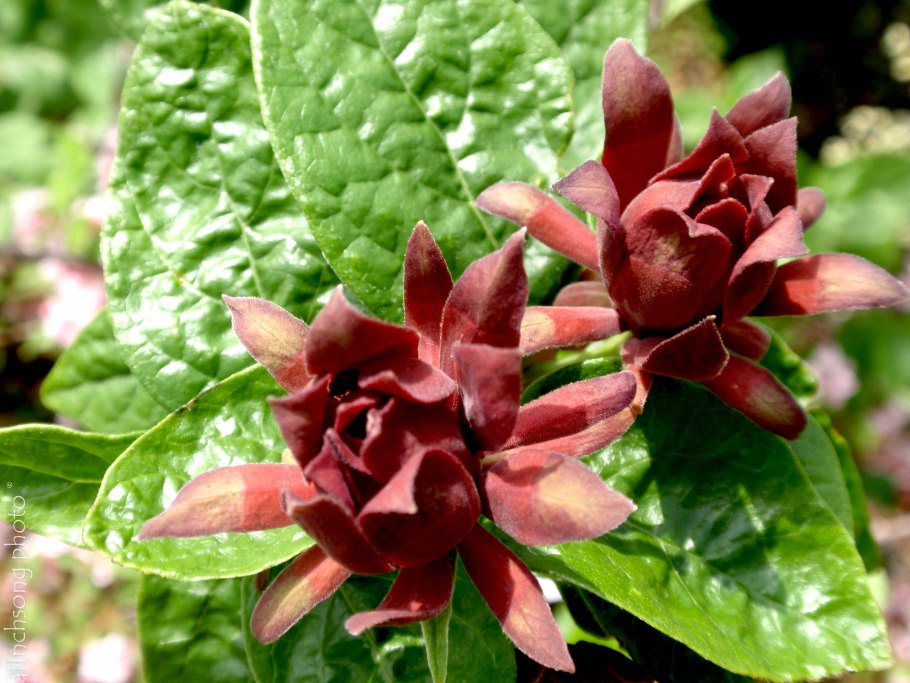 Каликант Цветущий