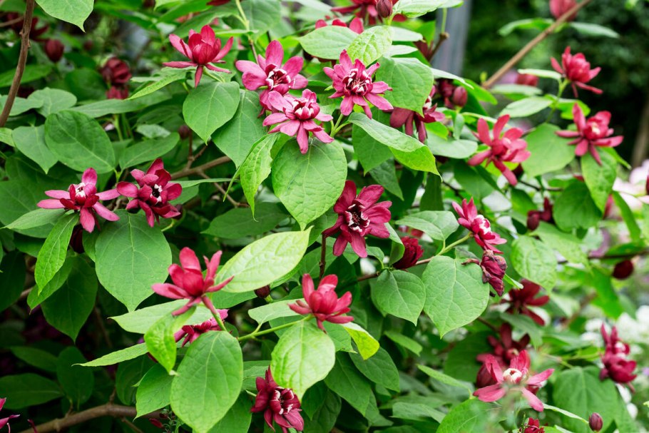 Растение Каликант Цветущий