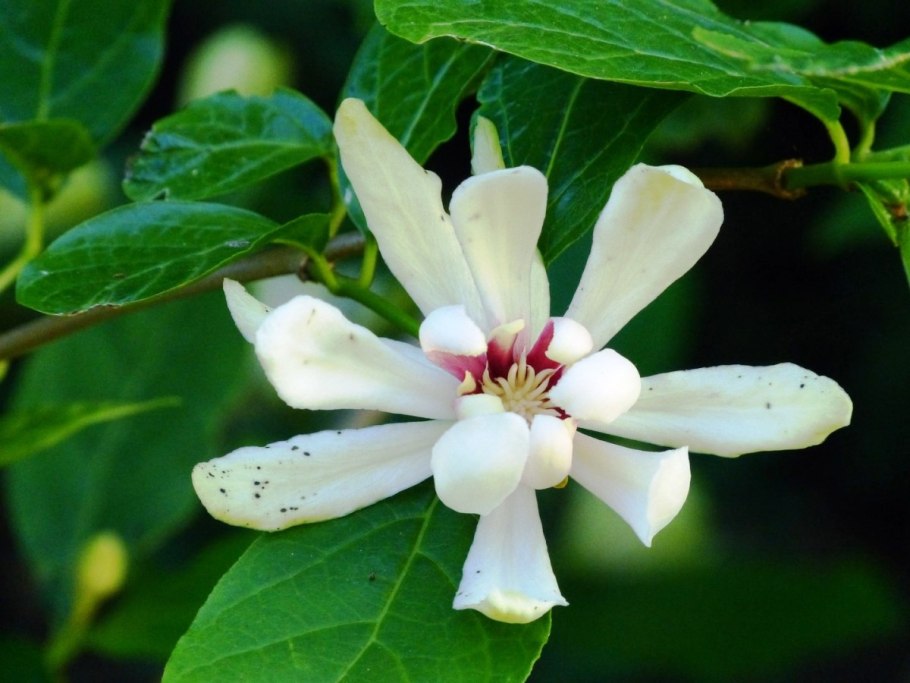 Каликант Цветущий Calycanthus floridus