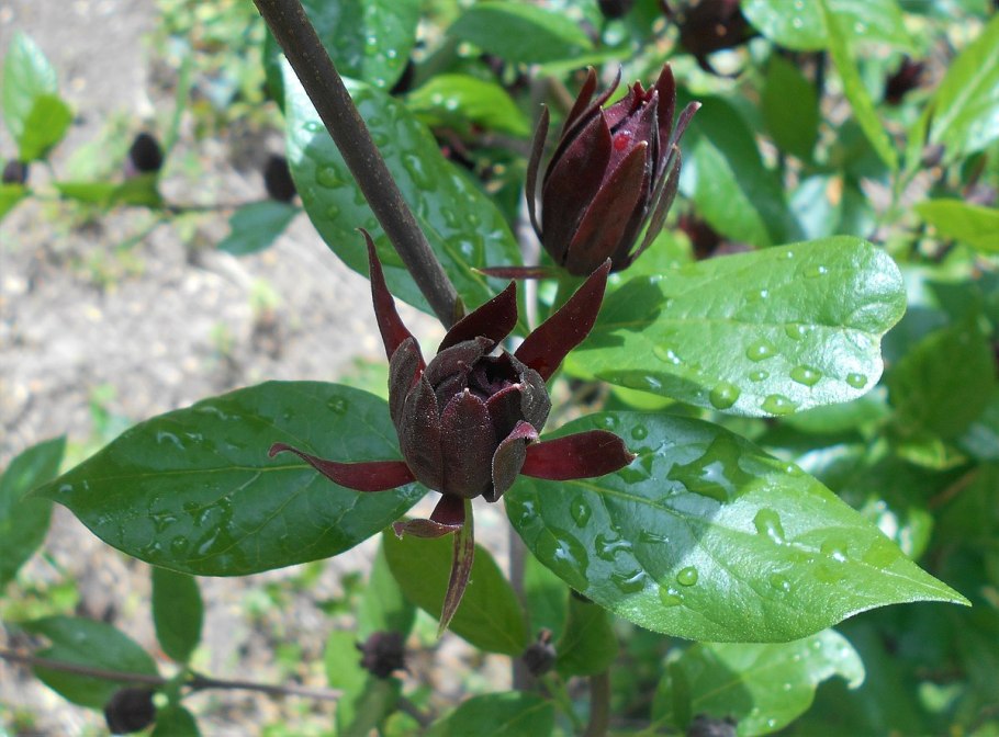 Каликант Цветущий