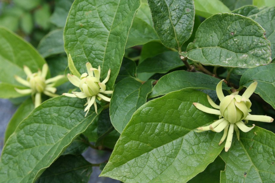 Каликант гибридный (сорт Venus)