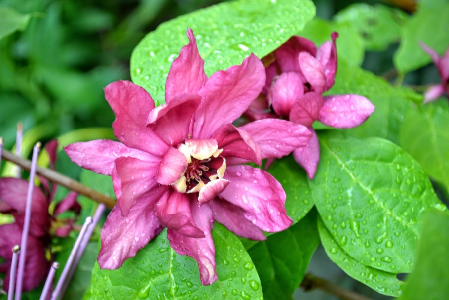 Каликант Цветущий (пряный куст)