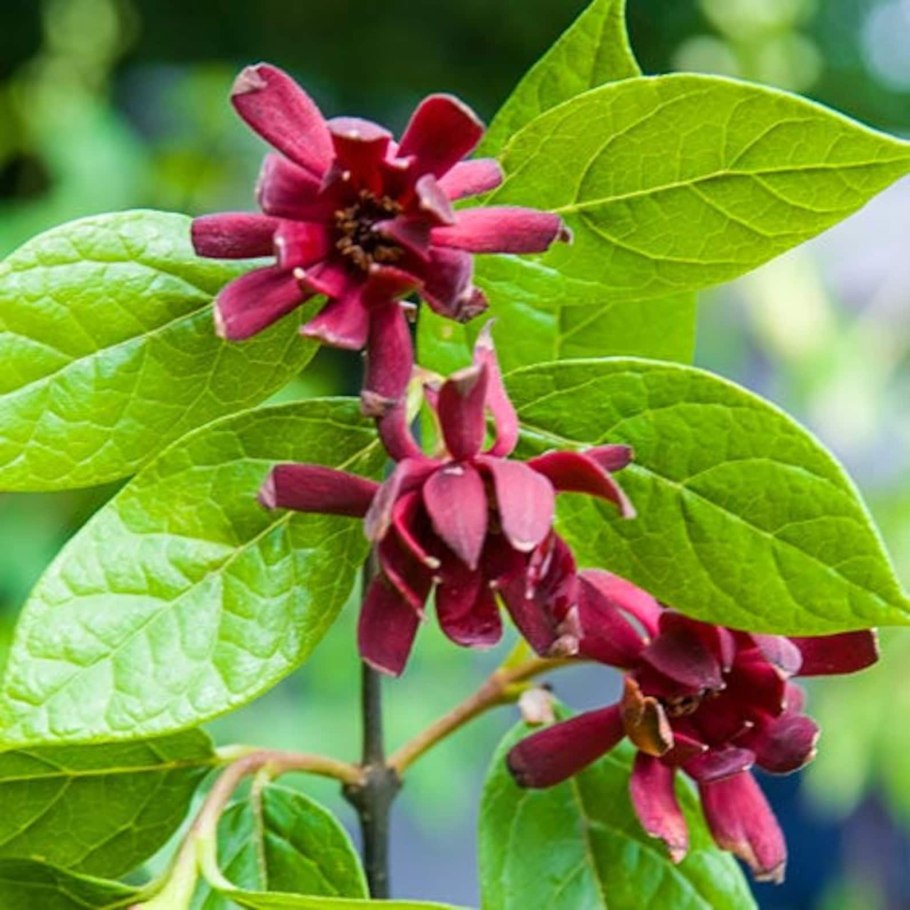 Calycanthus occidentalis Hook. & ARN.