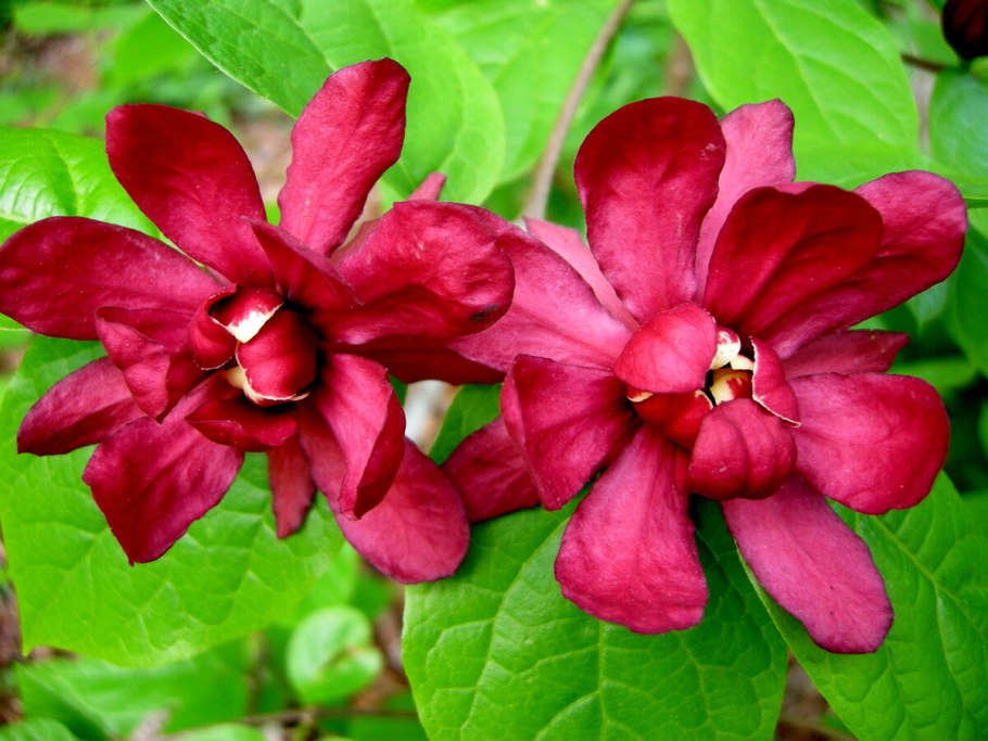 Calycanthus floridus