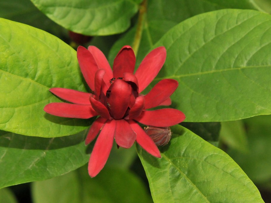 Каликант Чашецветник