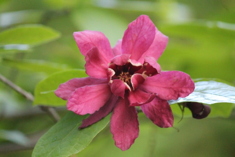 Каликант Флоридский