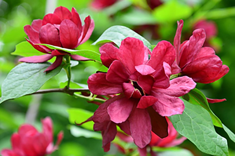 Каликант Цветущий