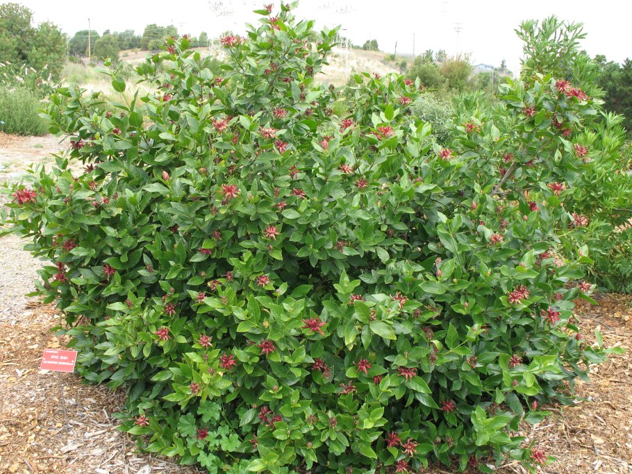 Каликант Венус