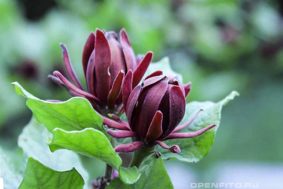 Каликант Чашецветник