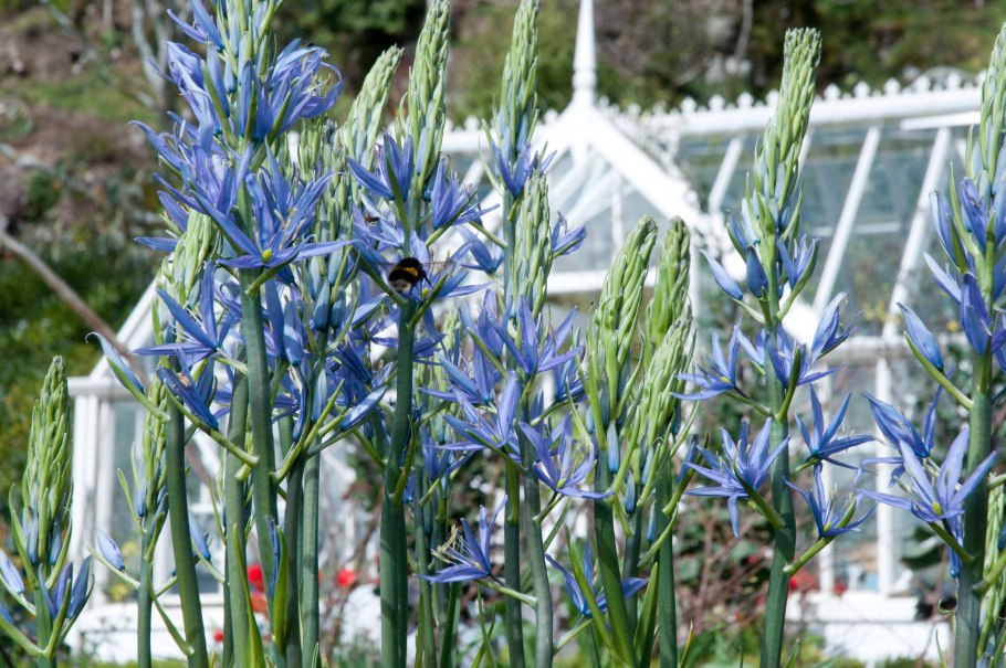 Camassia leichtlinii 'Sacajawea'