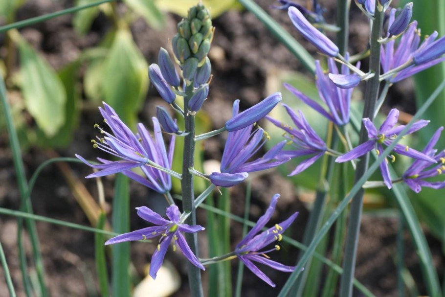 Камассия leichtlinii caerulea