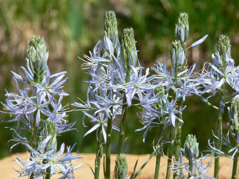 Камассия Кузика