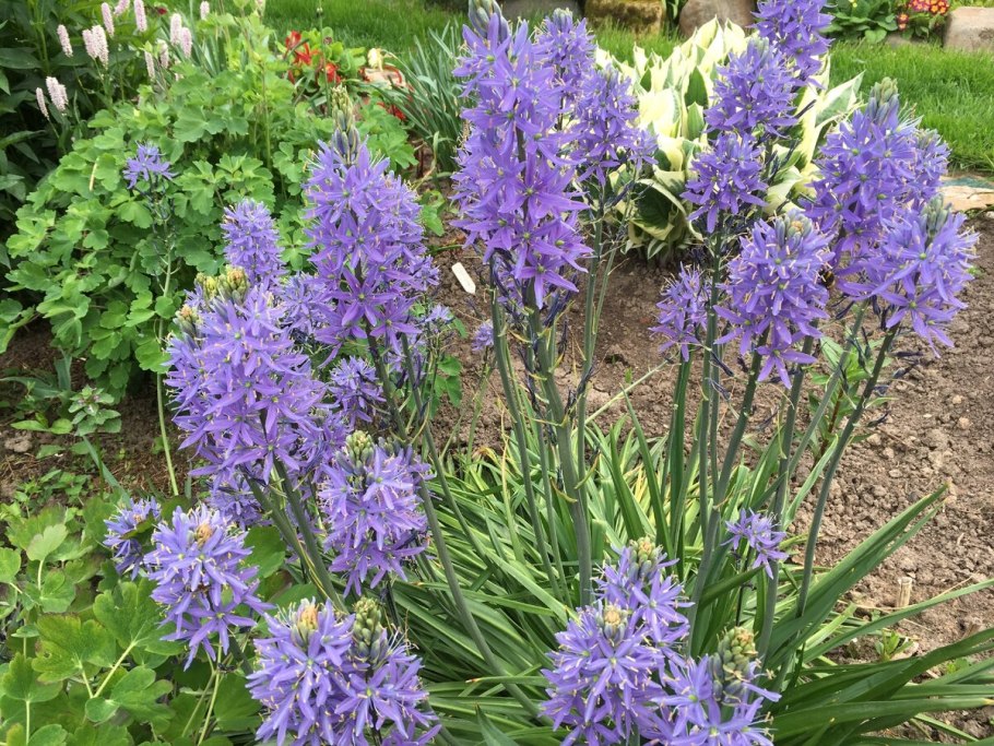 Камассия leichtlinii caerulea