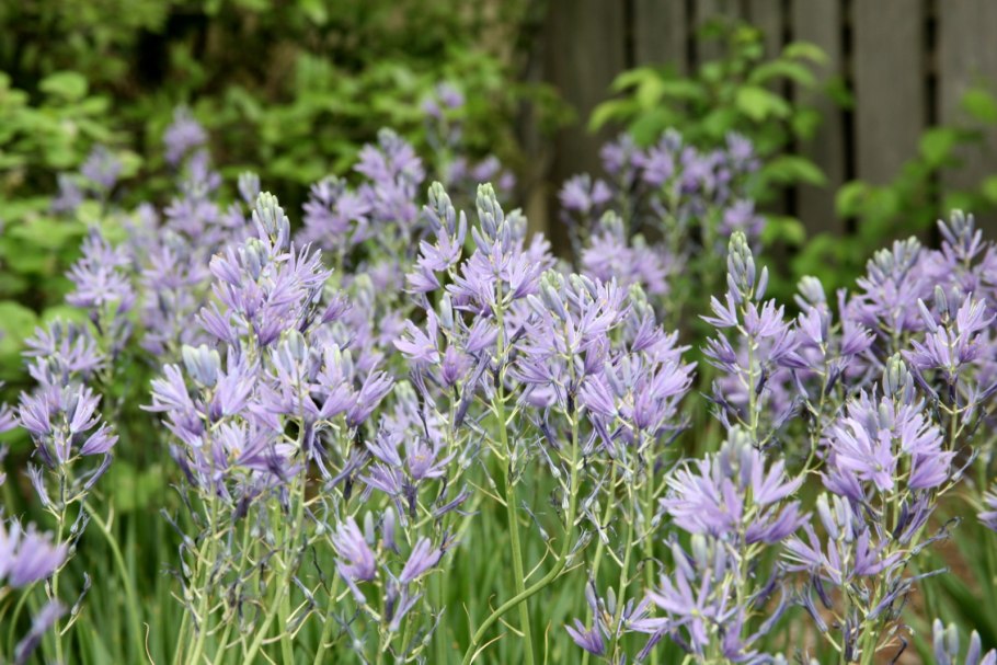 Камассия quamash