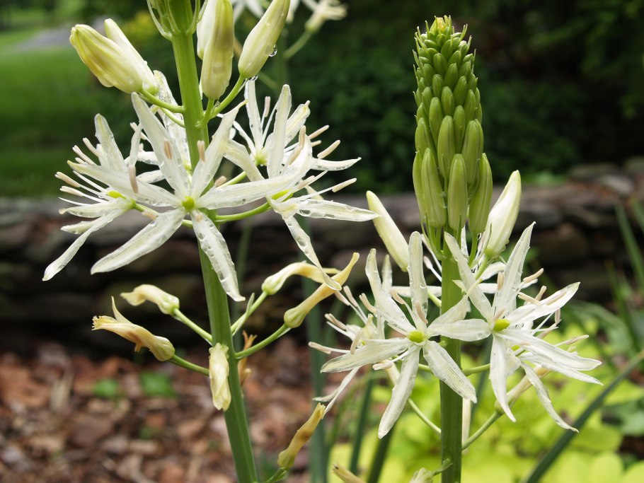 Василиск цветок многолетние синий