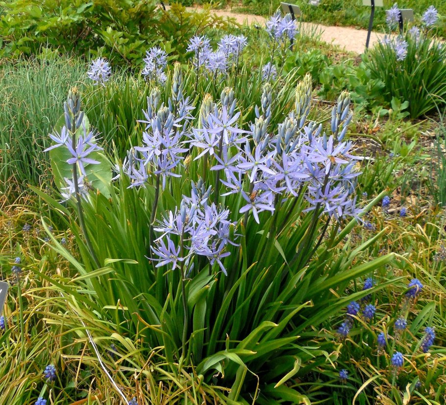 Камассия квамаш Camassia quamash