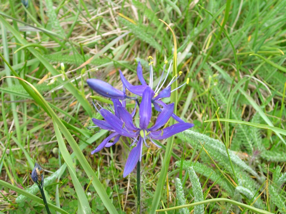 Камассия Кузика