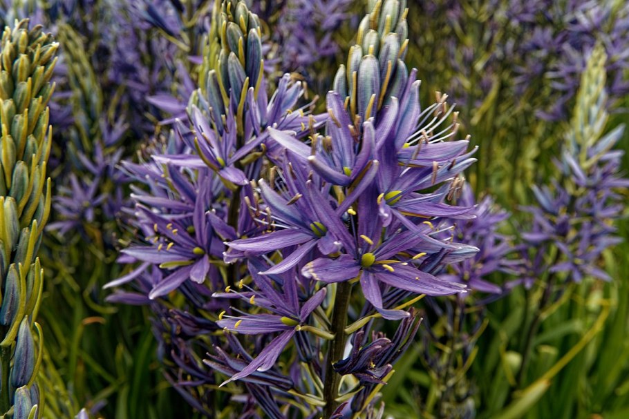 Камассия растение