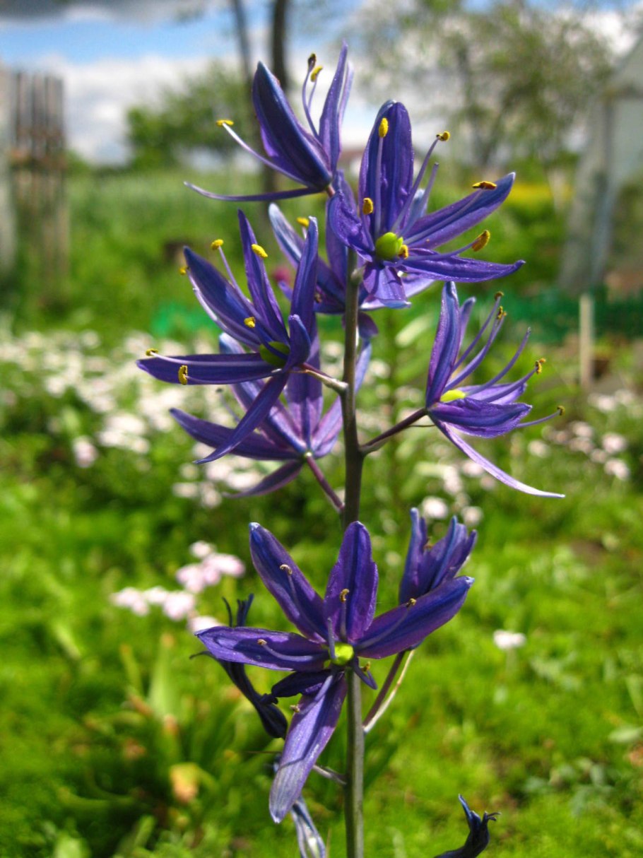 Камассия Лейхтлина голубая