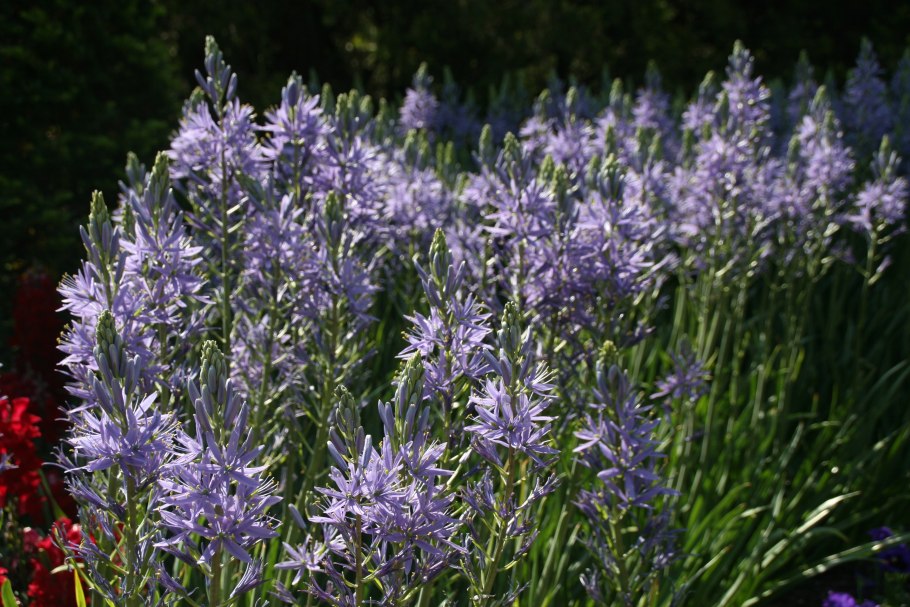 Камассия leichtlinii caerulea