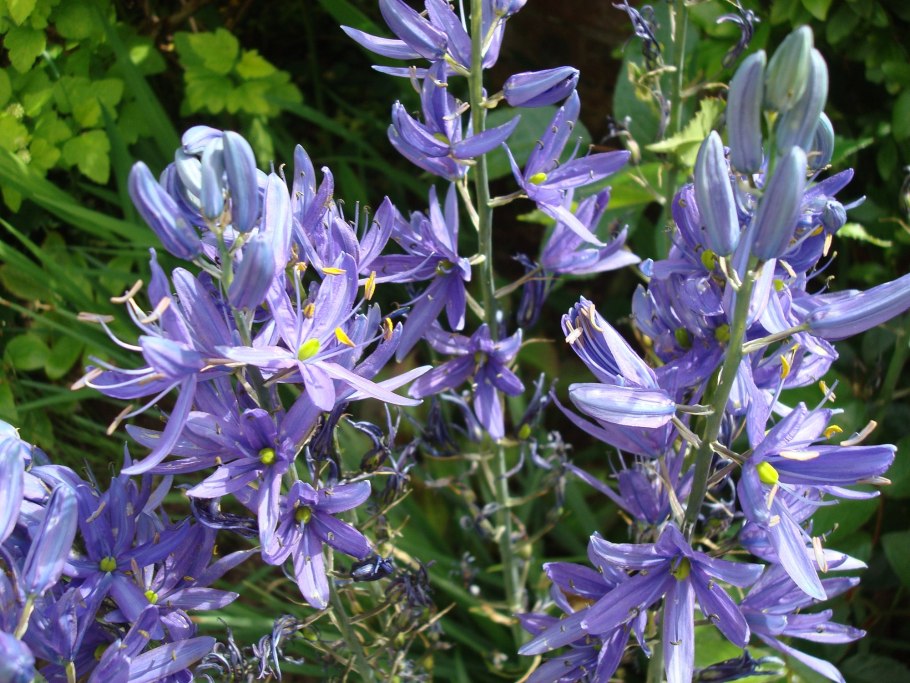 Камассия Кузика