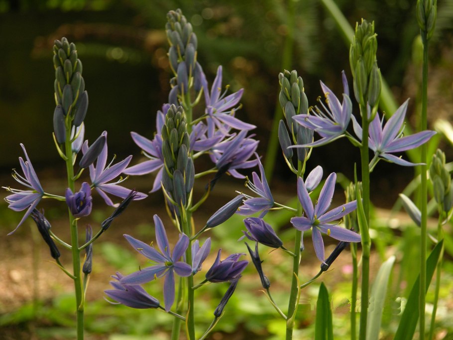 1.2.18 Камассия Кузика (Camassia cusickii)