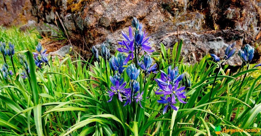 Камассия Лейхтлина