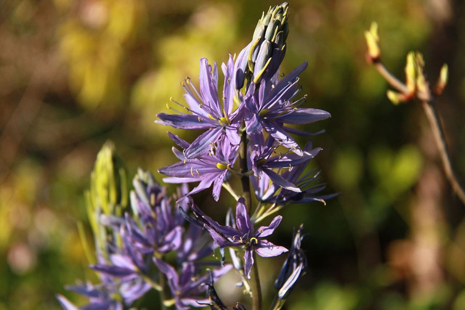 Камассия квамаш