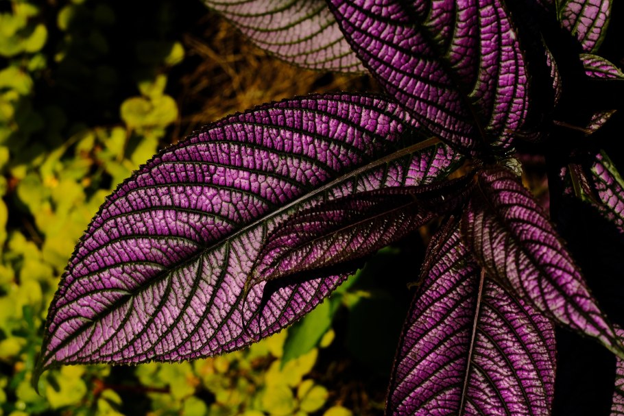Стробилантес Дайера (Strobilanthes dyeranus)