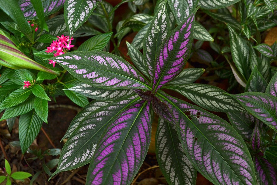 Стробилантес (Strobilanthes)