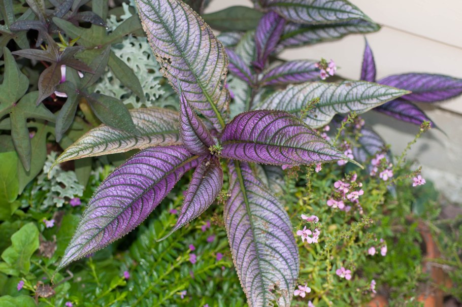 Strobilanthes dyerianus