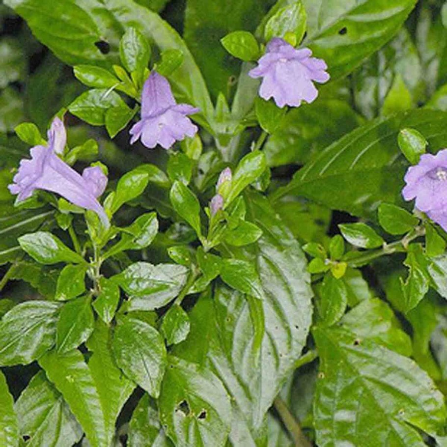 Стробилантес цветет