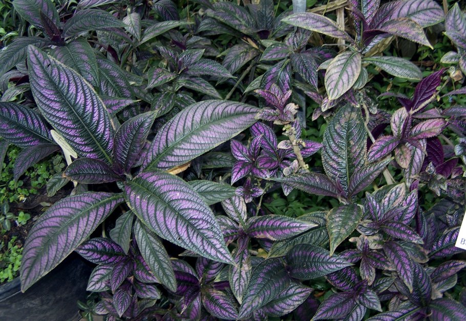 Strobilanthes dyerianus