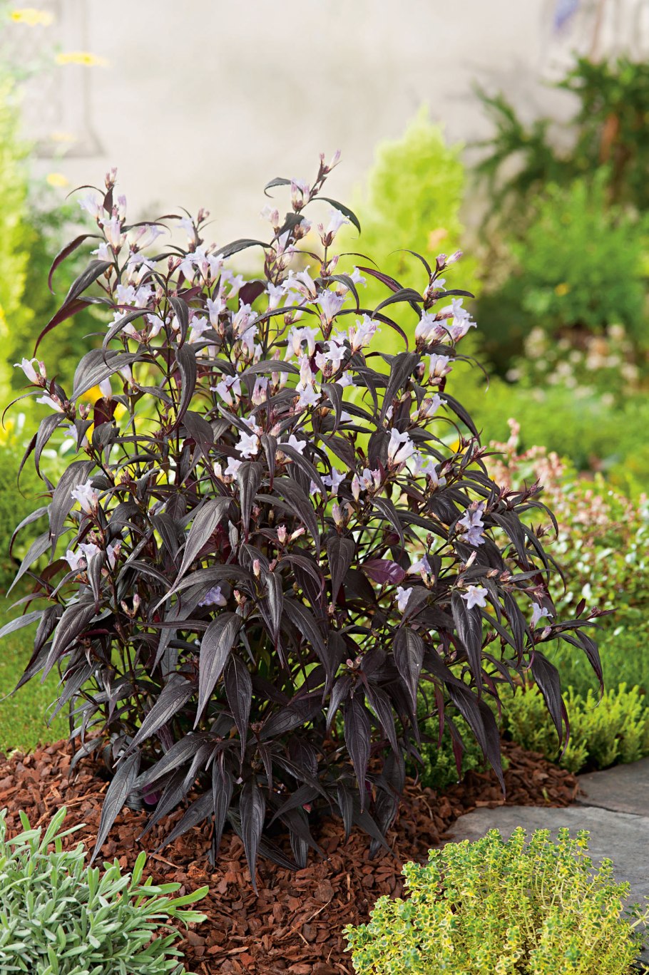 Strobilanthes dyerianus