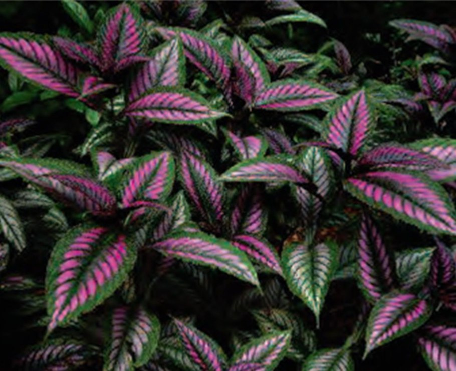 Strobilanthes dyerianus семена