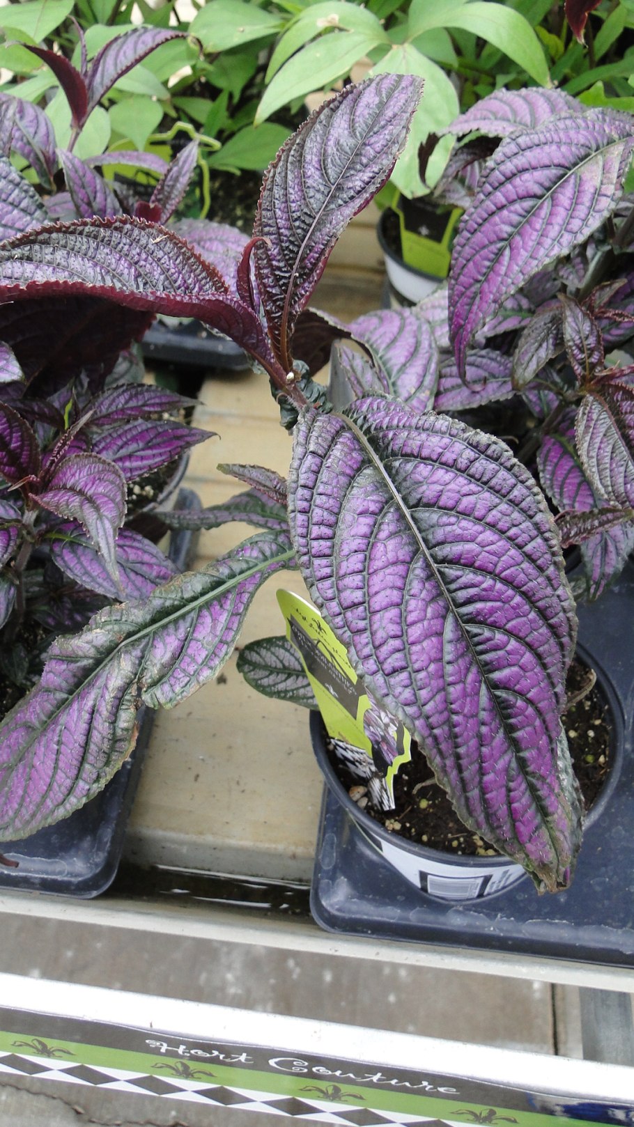 Стробилантес Дайера