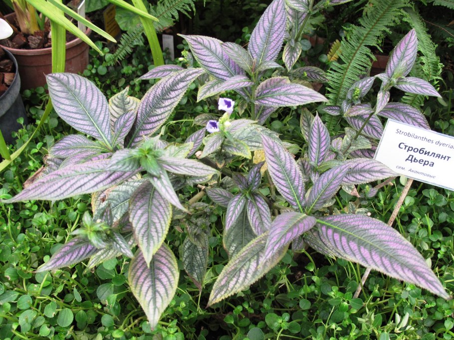 Стробилантес Криспа вариегатный