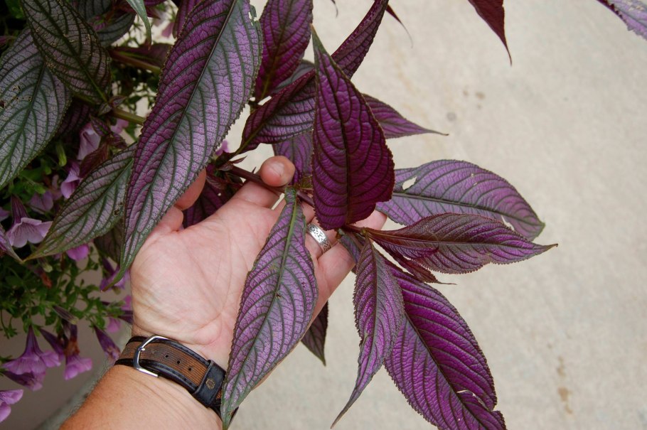 Стробилантес Дайера