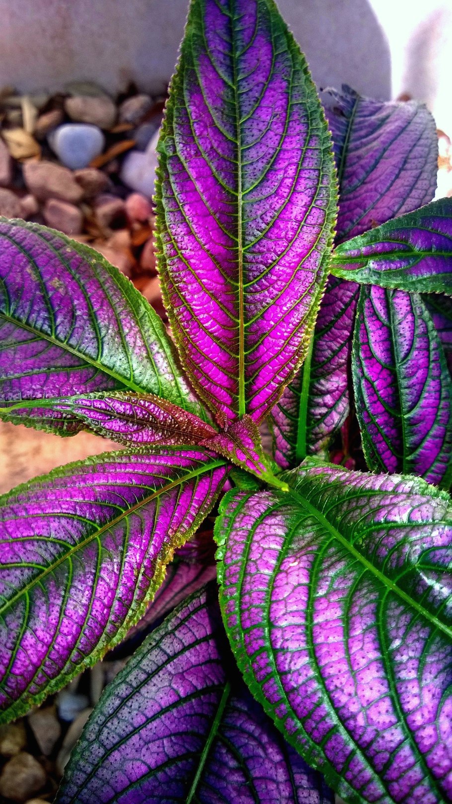Strobilanthes dyerianus